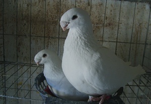 000人付款淘宝鸽子,观赏鸽,马头种母,头型鸽,喜欢的撩我!tb98