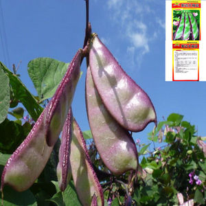 原厂彩包紫边眉豆种子扁豆角好吃易种爬藤高产农家四季蔬菜种籽