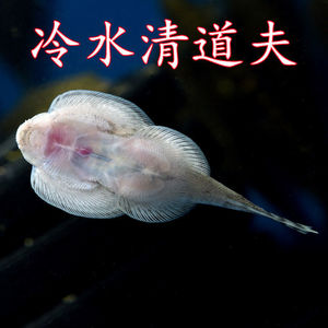 清道夫鱼除藻清理鱼缸工具鱼双吸盘爬岩鳅琵琶鱼小提琴淡水冷水鱼