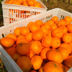 农家水果石门橘子新鲜10斤湖南特产柑橘蜜桔纽荷尔脐橙子孕妇当季