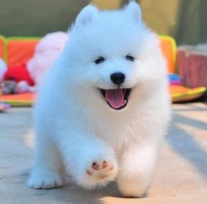 杭州出售纯种萨摩耶活体幼崽微笑天使宠物狗雪橇犬宠物幼犬活体