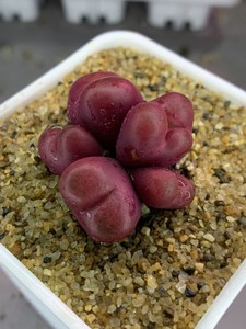 暖話肉锥 吕红7年母本 稀缺5头群 吕氏红宝石