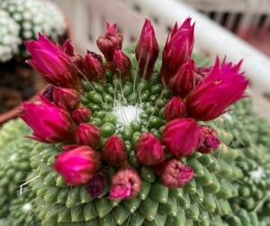仙人球开花(无刺白珠)桌面防辐射小盆栽