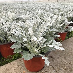 银叶菊盆栽大苗芙蓉菊阳台庭院花坛绿化露天植物耐寒耐冻四季花卉