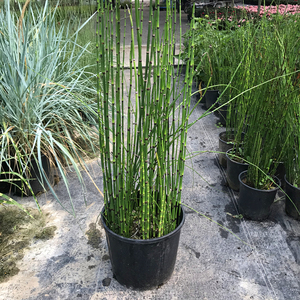 木贼盆栽笔头草四季常绿水培植物多年生水陆两生植物耐活耐冻