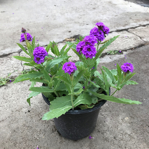 马鞭草盆栽多年生花镜植物耐热耐晒阳台庭院花卉大苗好养易活包邮