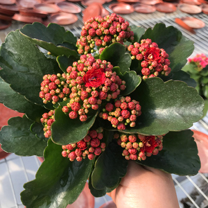 大花长寿花盆栽重瓣花卉四季开花室内桌面植物绿巴黎大花苞包邮