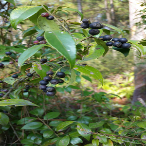 905人付款淘宝野生新鲜乌饭叶南烛叶乌饭树叶乌饭草 做乌米饭乌米粽1