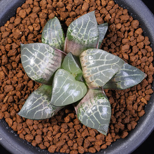 春盛多肉水晶康平寿十二卷多肉植物纹路像101一物一拍