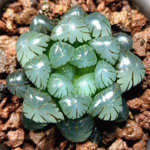 000人付款淘宝富强花卉特丸特紫玉露多肉植物十二卷属窗