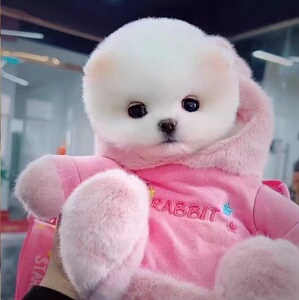 纯种白色博美幼犬爆毛茶杯犬活体宠物狗长不大小型犬网红犬俊介狗