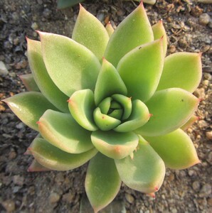 尚多趣多肉植物 【白蜡冬云/白蜡东云】大棚直销 量大可批发