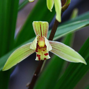 建兰四季兰花金边小桃红翁源兰花苗花卉盆栽浓香型直播专拍链接