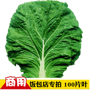 东北白菜叶饭包叶 农家现摘新鲜大白菜叶子包饭大白菜叶100片包邮