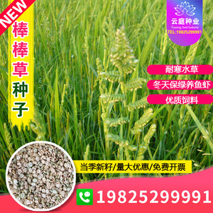 棒棒草种子耐寒水草冬季水稗草菵米优良饲料食用养鱼养虾菵草种籽