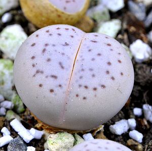 灵耀玉 春桃玉属肉肉 屁屁花多肉 生石花 一盆一图 邵奶奶