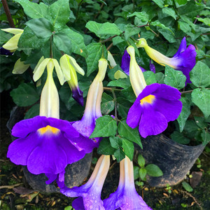 四季常绿阳台观花盆栽老鸭嘴花鸭嘴参庭院园林绿植葫芦藤当年开花