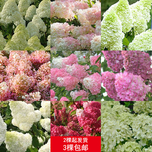 圆锥绣球香草莓冰沙北极熊粉色精灵活力青檬魔幻月光石灰灯夏雪