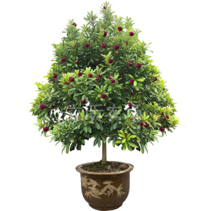 浙江东魁杨梅树树苗黑炭特大果树果苗嫁接带土球别墅种植常绿树苗