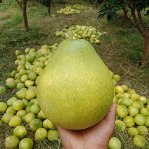 湖南怀化雪峰山冰糖柚子安江小香柚新鲜水果白心蜜柚老树安福金兰