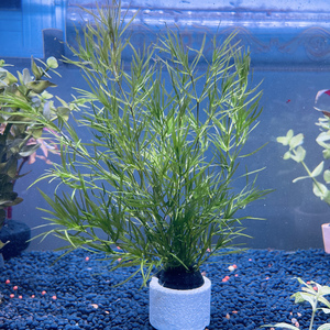 鱼缸淡水造景金鱼藻印度小竹节新手懒人阴性水草沉底无需二氧化碳