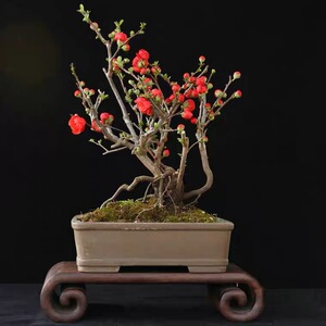 原生提根长寿冠海棠丛林大红色重瓣花日本海棠盆景老桩四季海棠花