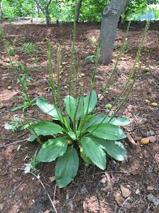 车前草苗盆 车前草苗全草 乡间野生自采蔬菜车轮菜猪耳草