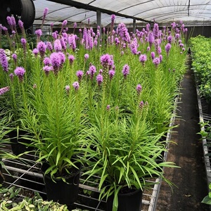 花镜植物蛇鞭菊蛇鞭草盆栽花苗庭院室外多年生草本花卉宿耐热耐寒