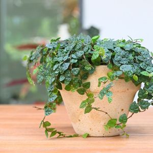 小叶霹雳掌叶水陆缸雨林缸耐阴藤蔓攀爬类背景植物室内观叶吊盆