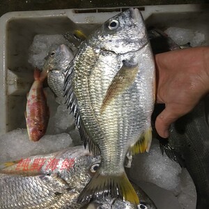 《纯野海鲜》北海海鲜 黄脚腊鱼 黄翅腊鱼 黄立鱼 鲷鱼 海鱼