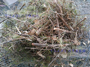 岗松沙松香柴扫帚子观音扫扫把枝松毛枝野生中药材草药500g包邮