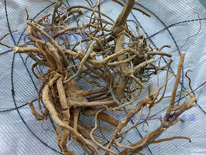 野生朱砂根凤凰肠平地木紫金牛铁凉伞大罗伞中药材草药500g包邮