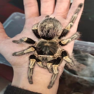 巴西巨人金直间足展4--8厘米新手无毒幼体活体宠物蜘蛛温顺爬宠