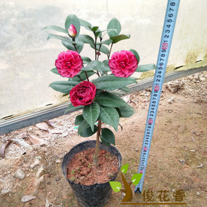 红叶贝拉茶花图片
