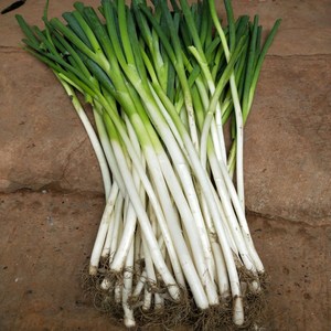 包邮四川新鲜泥大葱葱黄 2斤5斤装农家种植蔬菜散葱长白大葱大葱