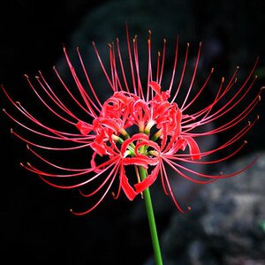 盆栽花卉绿植 彼岸花种球 红花石蒜花-曼珠沙华曼陀罗种子 庭院种