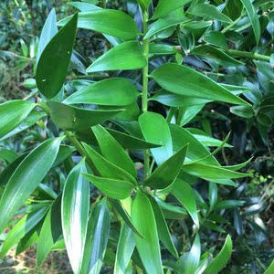 竹柏树苗竹柏大树竹柏盆栽庭院驱蚊净化四季常青空气