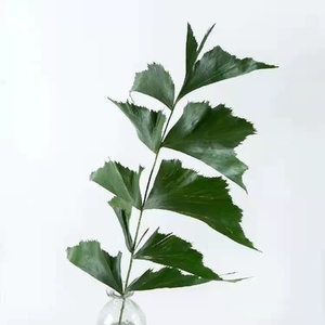 鱼尾叶鲜切叶搭配花束花篮云南鲜花基地昆明斗南花市顺丰冷链发货