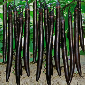 黑线长茄种子四季瓜果春秋季田园地盆栽紫红圆茄子蔬菜种籽孑大全