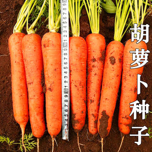 高产红胡萝卜种子胡萝卜种子非转基因水果萝卜种子四季蔬菜种子
