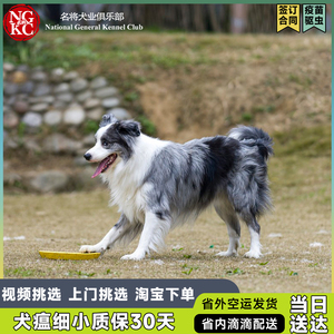 边牧幼犬纯种边牧活体宠物狗陨石金边境牧羊犬，犬瘟细小包30天