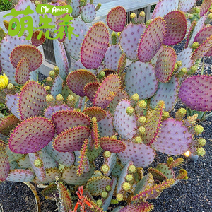 银盾团扇仙人掌 圣丽塔仙人球多肉植物 室内外盆栽紫色仙人掌防辐