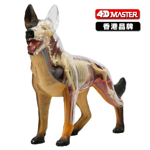 4D Master黑背狼狗犬内脏骨骼解剖组拼装模型仿真动物教学用具