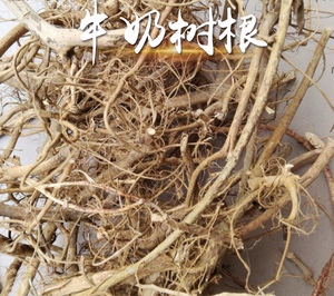 梅州蕉岭客家特产牛奶树根牛乳树根白花牛奶树茎 纯白花牛乳根1斤