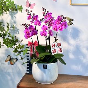 鲜花【骄阳】蝴蝶兰欧品花期长好打理栽培室内种植