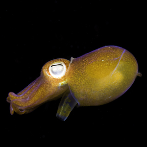 抖音frankchen推荐黄金乌贼宠物章鱼现货包邮买一送一(发两只)