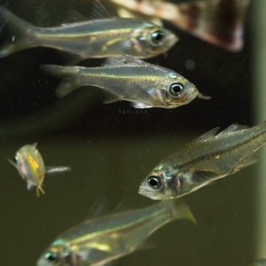 群游双边鱼 海水玻璃拉拉透明观赏鱼 可淡化