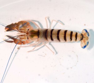 虎纹枪虾 老虎枪虾 海水观赏虾水族宠物鼓虾皮皮虾活体