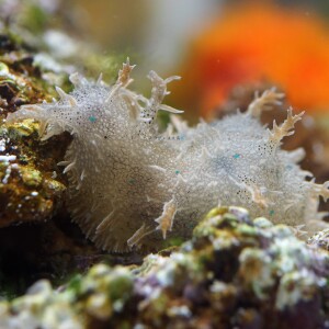 蓝斑背肛海兔蓝点食藻海猪吃红泥吃任何藻 水族宠物吃藻工具螺