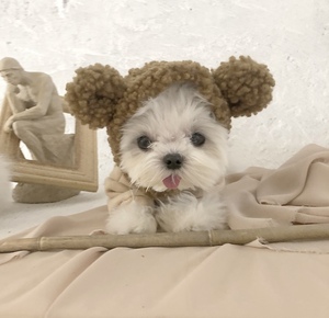 pppig 加绒小熊卫衣 博美约克夏马尔济斯宠物服饰